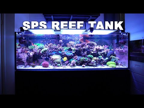 GERMAN REEF TANKS - SPS dominated 720 l REEF AQUARIUM *highlights*