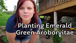 Planting Emerald Green Arborvitae | EverCrest