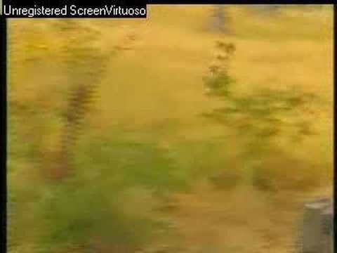 African Wild Dogs Djuma AM 06/06/07 - 3