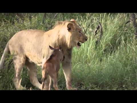 Grandes felinos também podem ter bons corações!