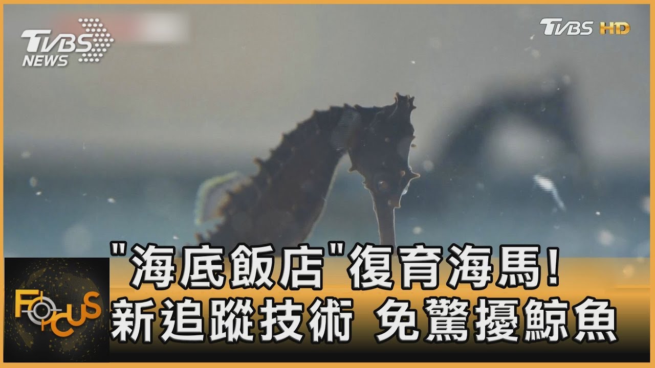 「海底飯店」復育海馬!新追蹤技術 免驚擾鯨魚