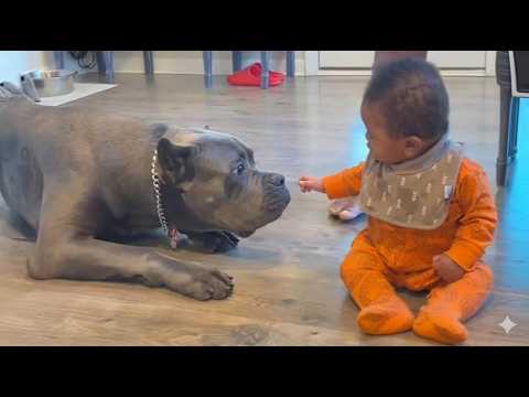 This 60 kilo Cane Corso thinks he is smaller than the baby