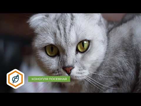 Миниатюра изображения товара Сухой корм для кошек Alleva Holistic с океанической рыбой для взрослых кошек / P00274H (1.5кг)