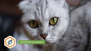 Корм Alleva Holistic для кошек (океаническая рыба, конопля, алоэ вера)