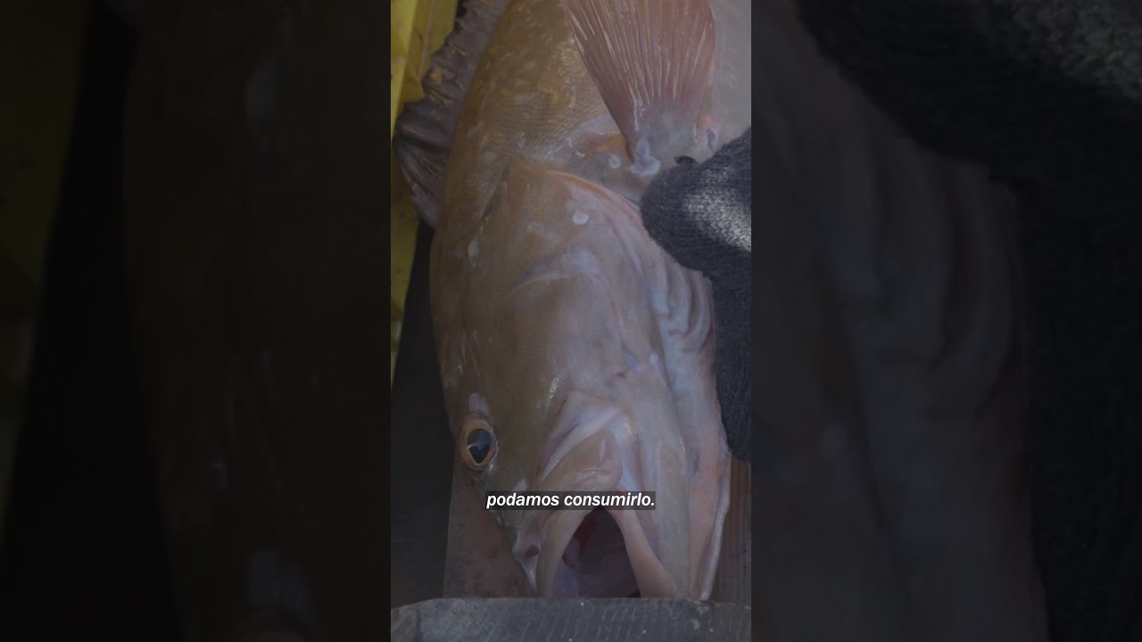 Trazabilidad en la pesca: mejores mercados, menos daño ambiental