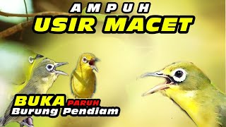 Download lagu Masteran Ampuh Kecial Macet #kecialkuninggacor #kecialkombok #kecialngejos mp3 Download lagu Masteran Ampuh Kecial Macet #kecialkuninggacor #kecialkombok #kecialngejos mp3