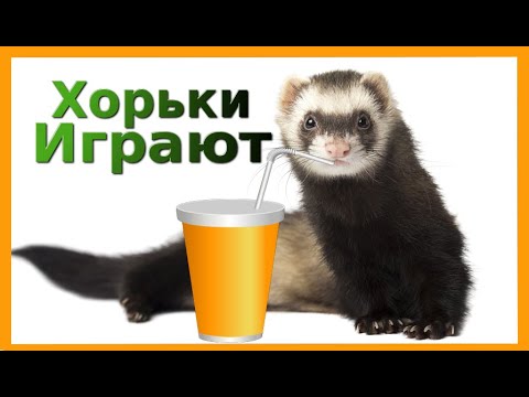 С чем играет хорек!?Завтрак Шустрика и Шубика!