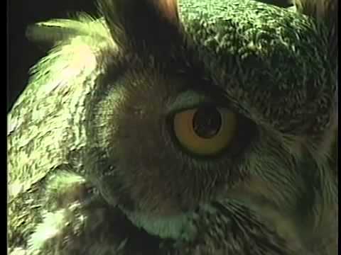 Bill Viola - Owl - I Do Not Know What It Is I Am Like 1986