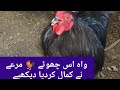 Is Murga Ne Kamal Kr Diya Cookvoice Vlogsinlife Howtogrowyoutubechannel Howto Trending Viral Video