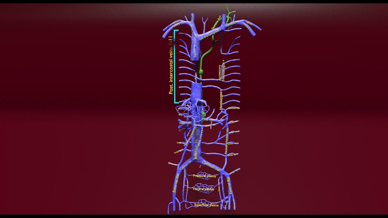 Venous system thoraco abdominal 3D 3D Model