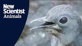 Download lagu Lyrebird mimics construction sounds mp3