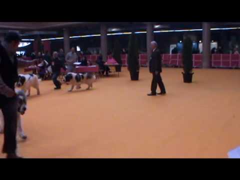 Yimo de la Tajadera del Tío Roy - BOB & BIS RREE Girona 2010