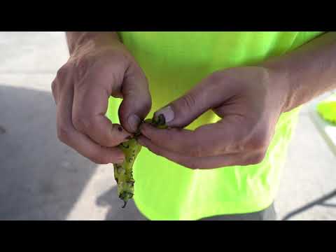 Gazpacho in Action – See Our Kitchen & Community in Durango thumbnail