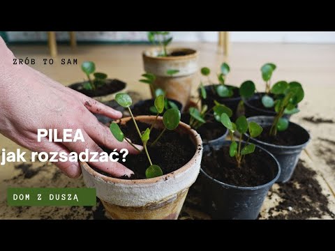 Pieniążek (Pilea peperomioides) przesadzanie i rozmnażanie 💚🌱🦋 Dom z duszą