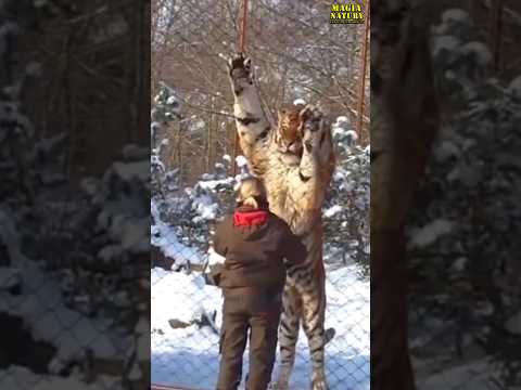 Karmienie GIGANTYCZNEGO Tygrysa