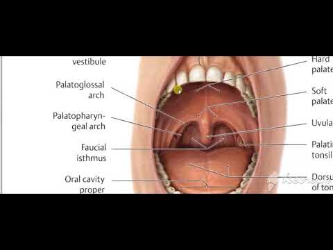 Pharynx intro 6