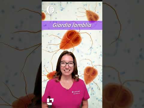 Giardia lamblia - Giardiasis: Microbes, Microbio Pre-Nursing, Pre-MED SHORT | @LevelUpRN