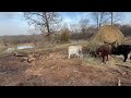 The reason Rufus doesn’t have a round bale feeder ￼