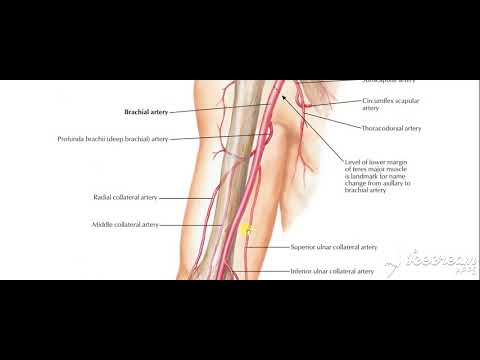 Brachial artery 5