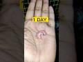 30 SECOND In 30 DAYS BABY BIRD GROWTH STAGES Shorts Birds