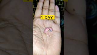 Download lagu 30 SECOND in 30 DAYS | BABY BIRD GROWTH STAGES#shorts #birds mp3 Download lagu 30 SECOND in 30 DAYS | BABY BIRD GROWTH STAGES#shorts #birds mp3