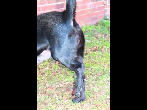 Olivia, an adopted Labrador Retriever Mix in Northwood, NH_image-1