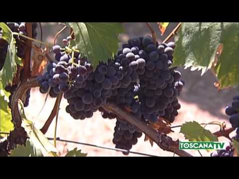 2017-03-17 POGGIBONSI (SI) - CAPORALATO CHIANTI, INDAGATO TITOLARE COOP