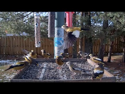 An Evening Grosbeak Flurry At The Ontario FeederWatch Cam – Nov. 13, 2024
