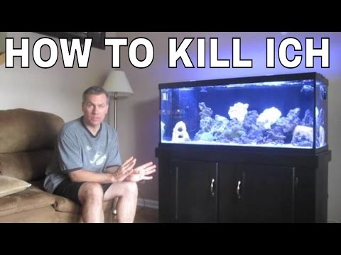 How to kill Ich and marine velvet parasite in saltwater aquarium: saltwater fish dying