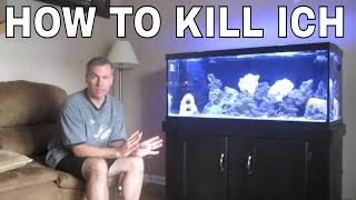 How to kill Ich and marine velvet parasite in saltwater aquarium: saltwater fish dying