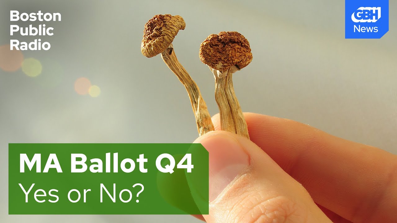 Massachusetts ballot question 4 debate: Legalizing psychedelic mushrooms