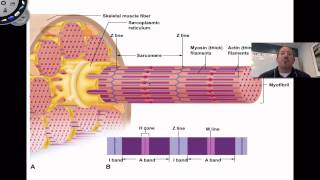 Muscle Contraction