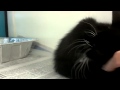 Meet Fairchild Van Waldenburg A Domestic Shorthair Currently Available For Adoption At Petango Com