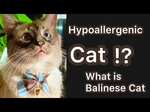 Hypoallergenic cat !? What is a Balinese Cat. & other breeds that might be hypoallergenic.