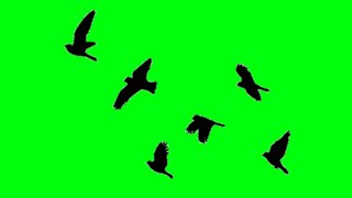 Top 12 Black Birds flying green screen effects wit