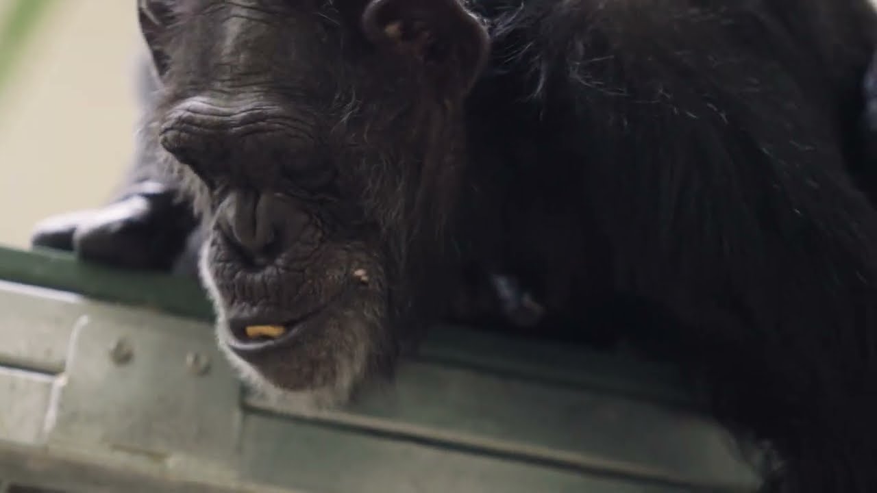 Thumbnail of the video