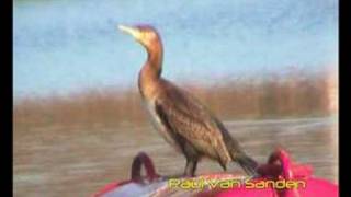preview picture of video 'Great Cormorant (Phalacrocorax carbo)'