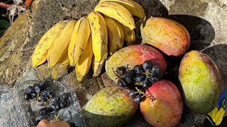 VitaRoots — Jornada