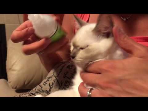 Ragdoll kitten - eye infection - how to clean. Tomlyn eye wash solution.