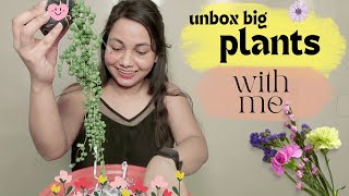 Unboxing Cheap big Succulent Plants with me | Online plants Shopping