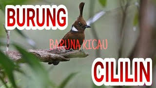 Download lagu masteran cililin gacor untuk masteran  murai Batu, kacer Dan cucak ijo mp3