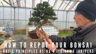How to Repot Your Bonsai -Juniper
