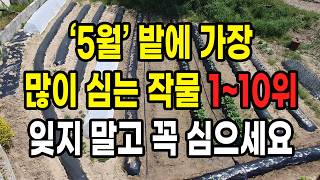 5월 밭에 가장 많이 심는 작물 1~10위 잊지 말고 꼭 심으세요
