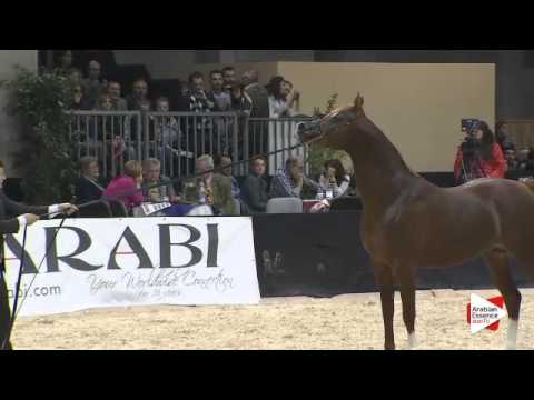 N 175 JAHAMAL DE CARTHEREY   Verona 2015   Colts 3 years old Class 6