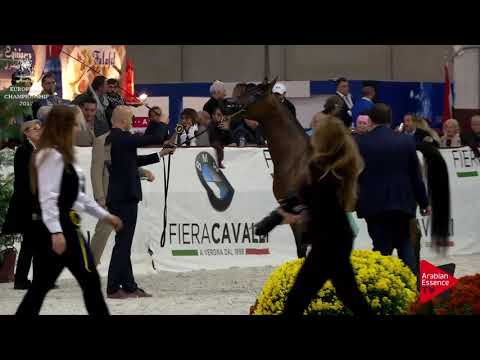 N.171 ADYGA - Verona 2017 - 4-6 Years Old Mares (Class 7)