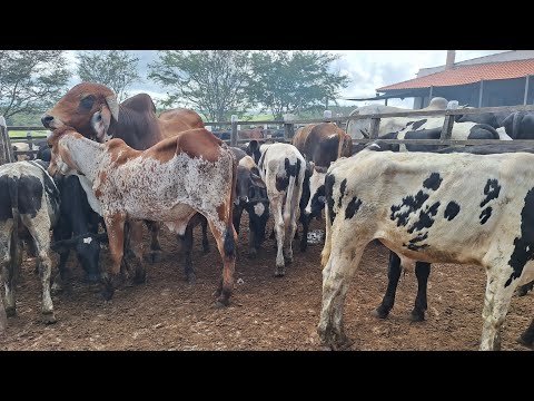 Explorando o preço do gado na feira Monte Alegre no coração de sergipe #gadodeluxo 25 abril 2024