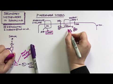 Secondary Messengers in Cell Signalling