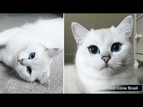 Top 10 Most Beautiful Cats In The World 2019 HD