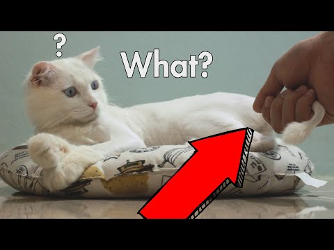 What Happens When I Grab My Cat's Tail For Too Long | Funny Cat's Reaction