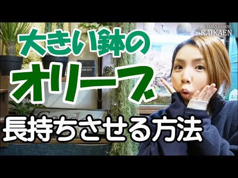 鉢植えのオリーブの木の手入れ方法は？取り入れるべき正しい行動！  庭園